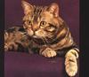 Feral Cat - Tabby (Felis silvestris catus)