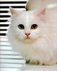 Ron Kimball's Joy of Cats 01 - White Cat