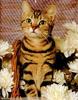 Ron Kimball's Joy of Cats 02 - Tabby Cat