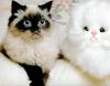 Ron Kimball's Joy of Cats 08 - kitten