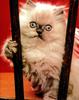 Ron Kimball's Joy of Cats 09 - kitten