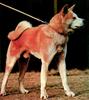 Dog - Akita Inu (Canis lupus familiaris)
