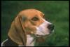 Dog - Beagle (Canis lupus familiaris)