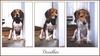Dog - Beagle (Canis lupus familiaris)