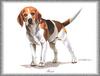 [Painting] Dog - Beagle (Canis lupus familiaris)