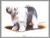 [Painting] Dog - Bobtail (Canis lupus familiaris)