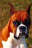 Dog - Boxer (Canis lupus familiaris)