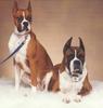 Dogs - Boxer (Canis lupus familiaris)