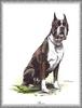 [Painting] Dog - Boxer (Canis lupus familiaris)