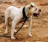 Dogs - Bulldog (Canis lupus familiaris)
