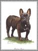 [Painting] Dog - French Bulldog/Bouledogue Fran??ais (Canis lupus familiaris)