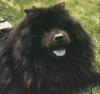 Black Dog - Chowchow (Canis lupus familiaris)