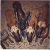 Dogs - Great Dane (Canis lupus familiaris)