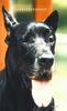 Dog - Great Dane (Canis lupus familiaris)