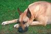Dog - Great Dane (Canis lupus familiaris)