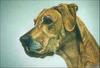 [Painting] Dog - Great Dane (Canis lupus familiaris)
