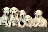 Dog - Dalmatian puppies (Canis lupus familiaris)