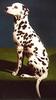 Dog - Dalmatian (Canis lupus familiaris)