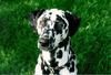 Dog - Dalmatian (Canis lupus familiaris)
