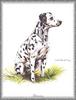 [Painting] Dog - Dalmatian (Canis lupus familiaris)