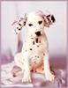 Dog - Dalmatian puppy (Canis lupus familiaris)