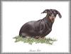 [Painting] Dog - Dachshund/Standard-Teckel (Canis lupus familiaris)