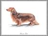 [Painting] Dog - Dachshund/Kanichen-Teckel (Canis lupus familiaris)