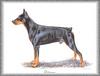 [Painting] Dog - Doberman Pinscher (Canis lupus familiaris)