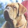Dog - Dogue De Bordeaux/French Mastiff (Canis lupus familiaris)