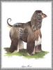 [Painting] Dog - Afghan Hound (Canis lupus familiaris)