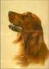 [Painting] Dog - Irish Setter (Canis lupus familiaris)
