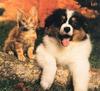 Puppy (Canis lupus familiaris) with kitten