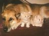 Dog (Canis lupus familiaris) with kittens