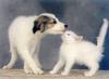 Puppy (Canis lupus familiaris) with kitten