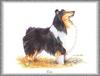 [Painting] Dog - Collie (Canis lupus familiaris)