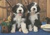 Dogs - Bearded Collie puppies (Canis lupus familiaris)