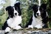 Dogs - Border Collie (Canis lupus familiaris)