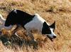 Dog - Border Collie (Canis lupus familiaris)