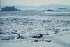 Greenland: Eskimo Sled-dogs (Canis lupus familiaris)