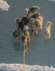 Canada: Eskimo Sled-dogs (Canis lupus familiaris)