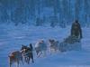 Cananda: Eskimo Sled-dogs (Canis lupus familiaris)