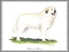 [Painting] Dog - Great Pyrenees (Canis lupus familiaris)