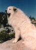 White Dog - Great Pyrenees (Canis lupus familiaris)