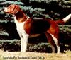 Dog - American Foxhound (Canis lupus familiaris)