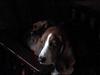 Dogs - Basset Hound (Canis lupus familiaris)