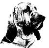 Dog - Bloodhound (Canis lupus familiaris)