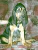 Dog - Bloodhound (Canis lupus familiaris)