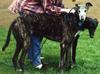 Dogs - Greyhound (Canis lupus familiaris)