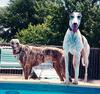 Dogs - Greyhound (Canis lupus familiaris)