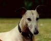 Dog - Greyhound (Canis lupus familiaris)
